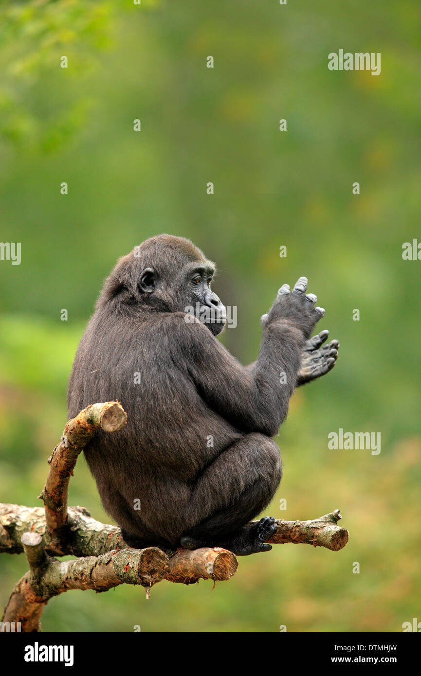 Lowland Gorilla, clapping hands, Africa / (Gorilla gorilla gorilla) Stock Photo