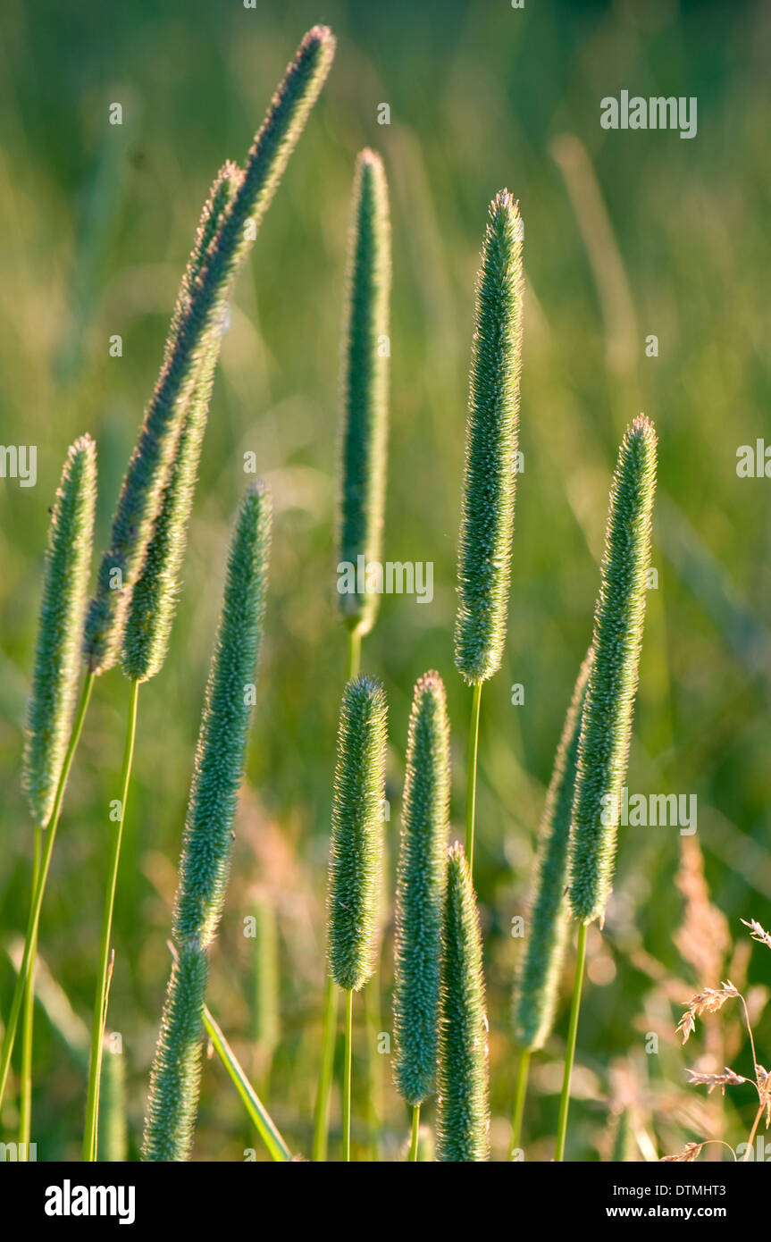 Timothy grass seedheads in a meadow Stock Photo - Alamy