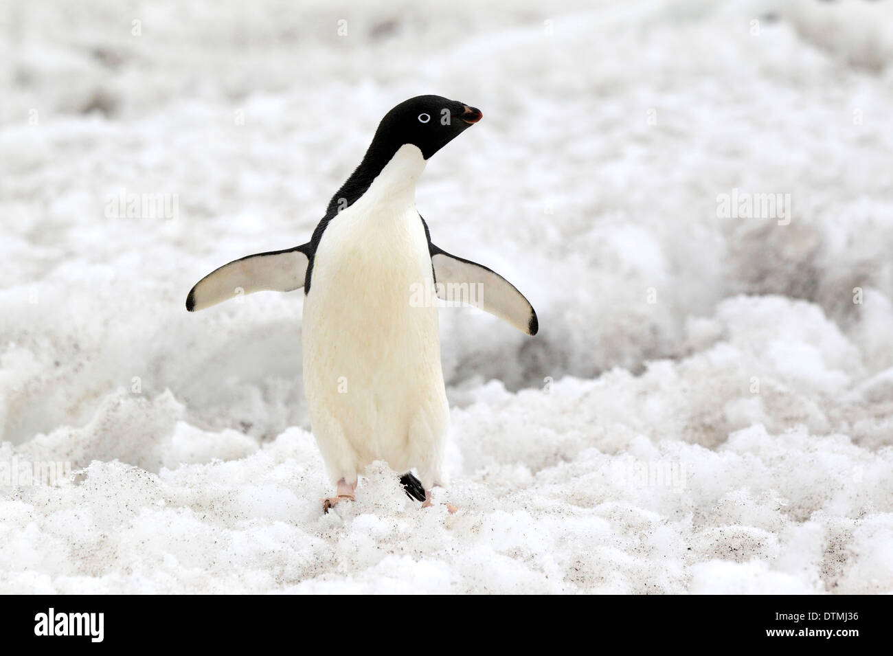 Adelie Penguin, adult in snow, Antarctica, Devil Island, Weddell Sea / (Pygoscelis adeliae) Stock Photo