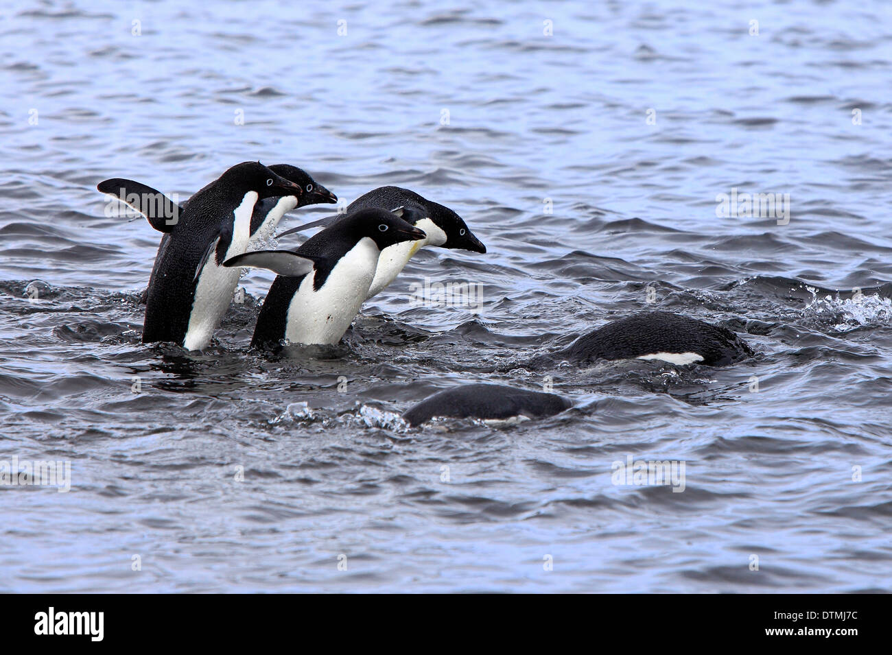 Adelie Penguin, group swimming, Antarctica, Brown Bluff, Weddell Sea / (Pygoscelis adeliae) Stock Photo