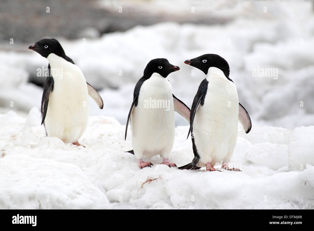 Adelie Penguin, group in snow, Antarctica, Half Moon Isalnd, Weddell Sea / (Pygoscelis adeliae) Stock Photo