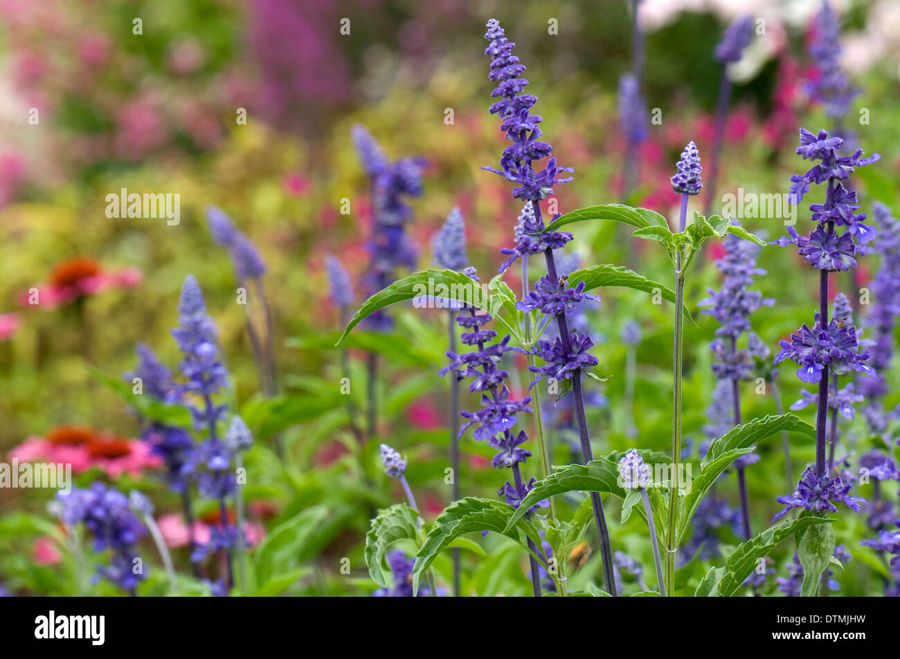 Salvia farinacea 'Victoria'. Wisley RHS Gardens. Stock Photo