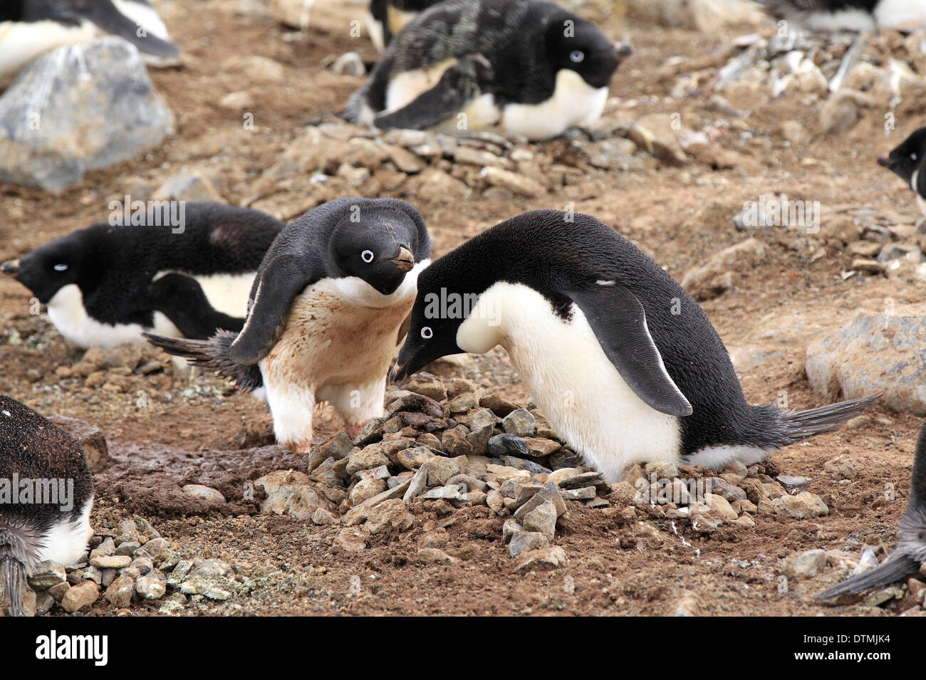 Adelie Penguin, couple at nest, Antarctica, Devil Island, Weddell Sea / (Pygoscelis adeliae) Stock Photo