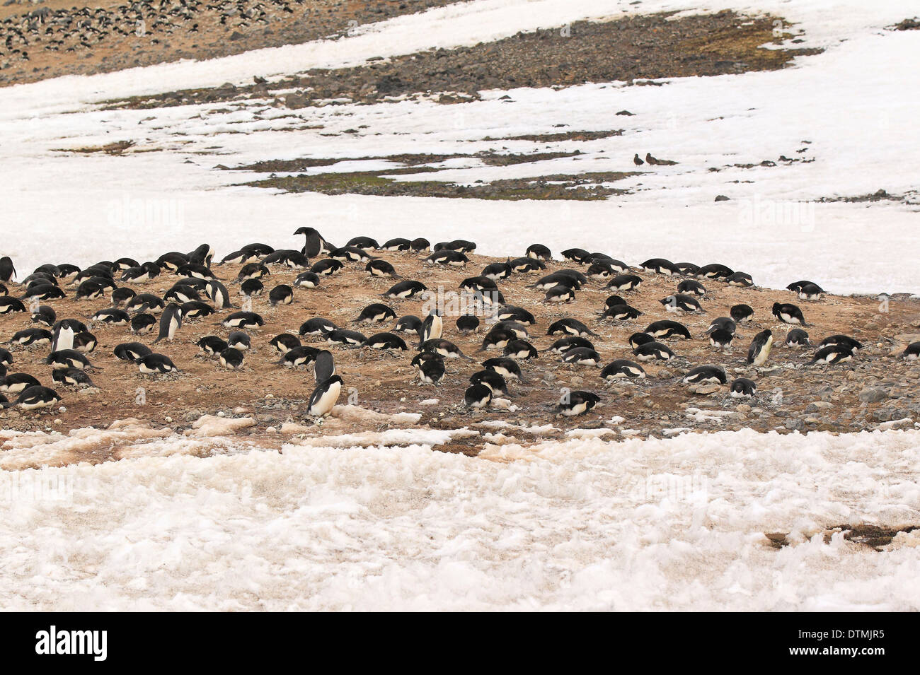 Adelie Penguin, breeding in colony, Antarctica, Devil Island, Weddell ...