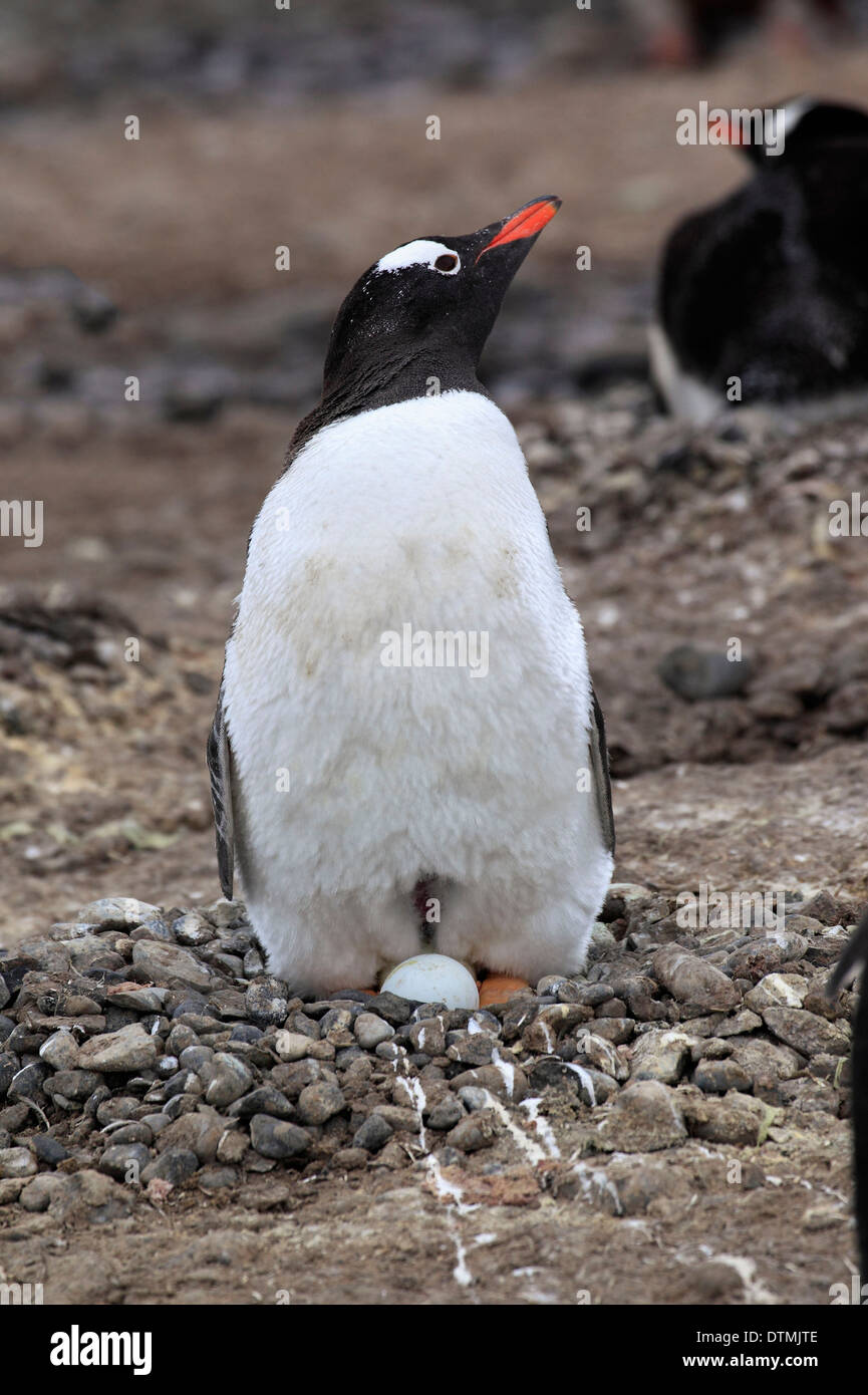 Gentoo Penguin, adult at nest with clutch, Antarctica, Half Moon Island, Weddell Sea / (Pygoscelis papua) Stock Photo