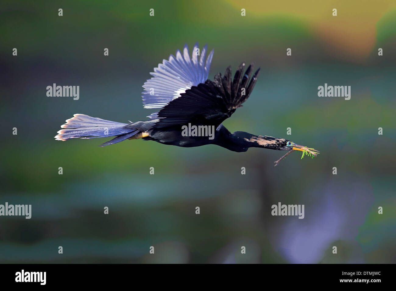 Anhinga nesting anhinga hi-res stock photography and images - Alamy