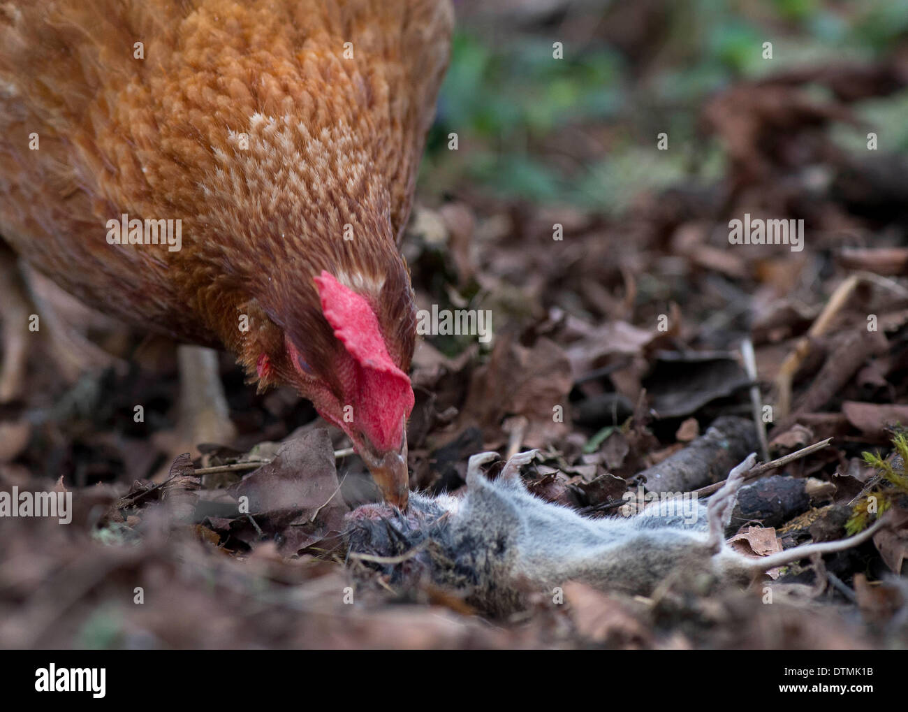 Chicken snakes hi-res stock photography and images - Alamy