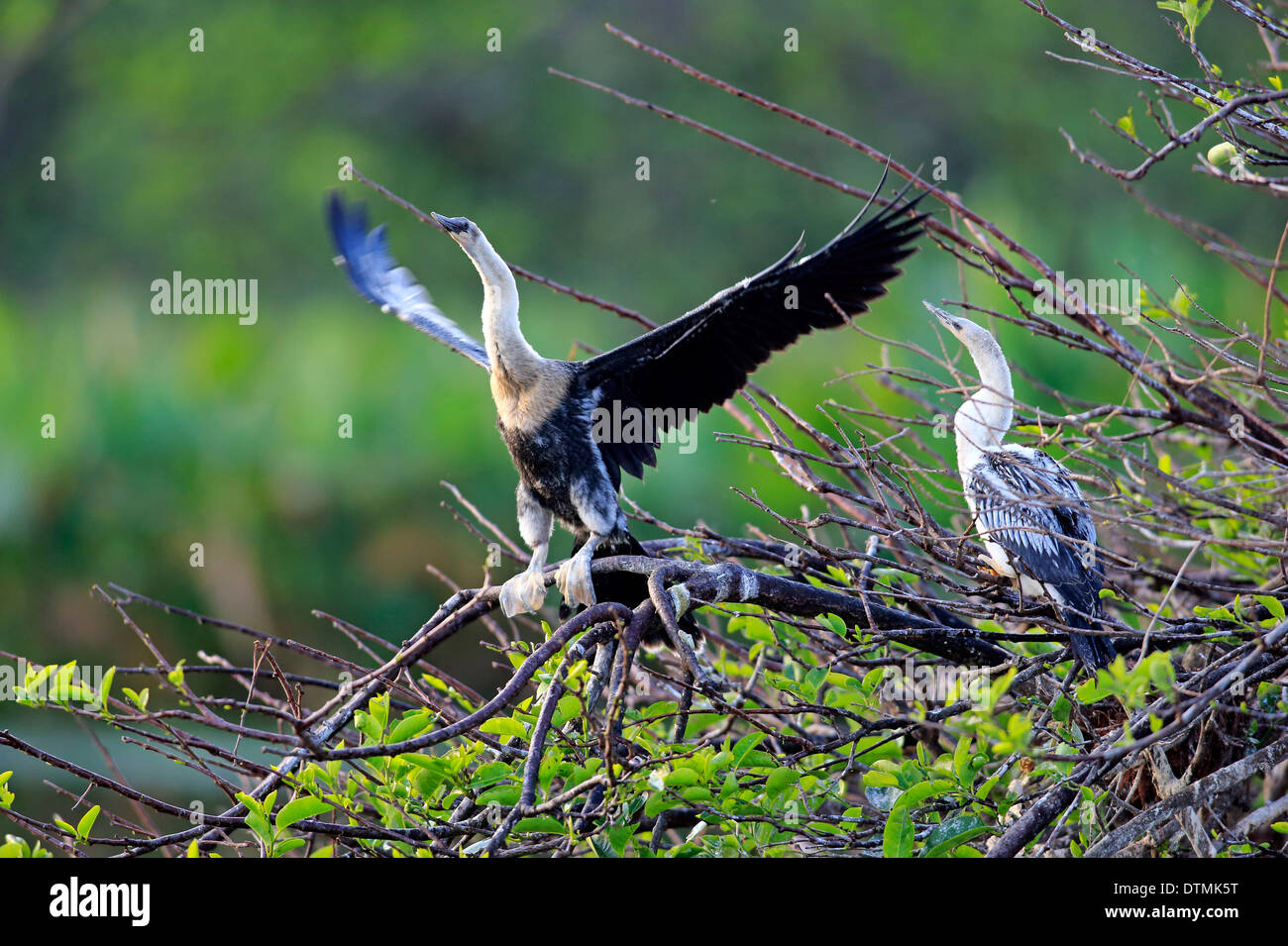 Anhinga, youngs on tree, Wakodahatchee Wetlands, Delray Beach, Florida, USA, Northamerica / (Anhinga anhinga) Stock Photo