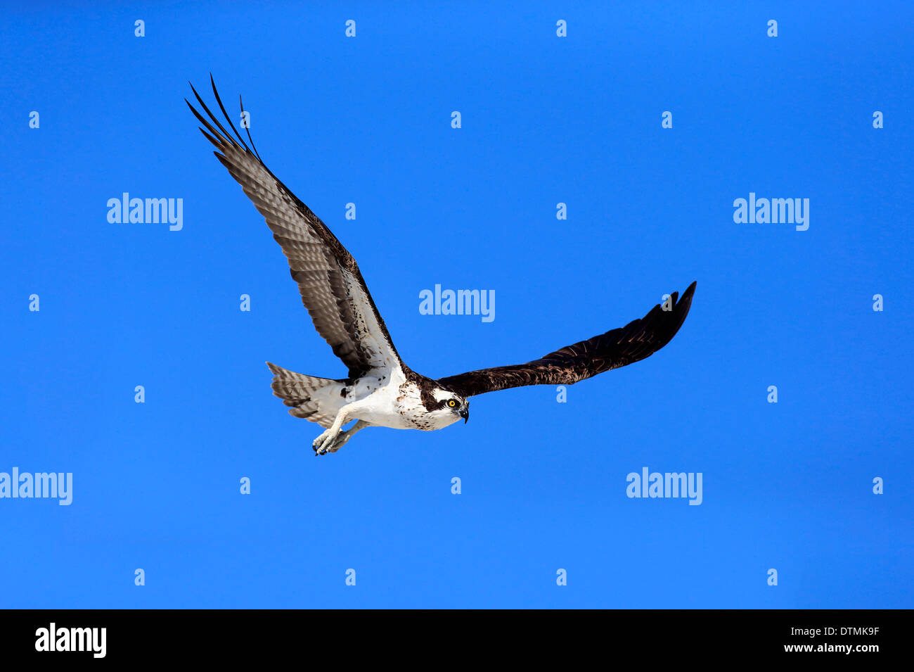 Osprey, adult flying, Sanibel Island, Florida, USA, Northamerica / (Pandion haliaetus carolinensis) Stock Photo