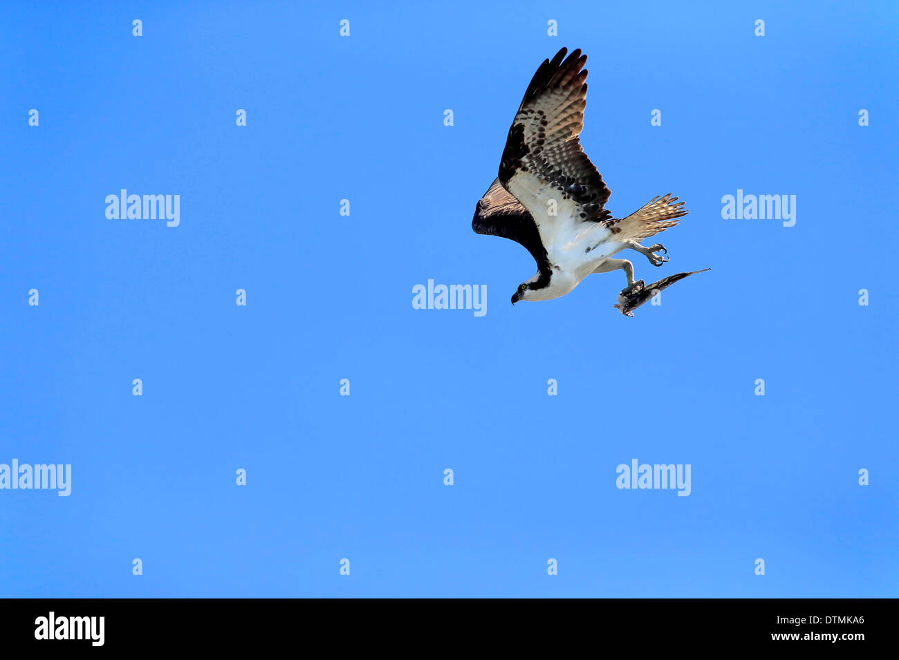Osprey, adult flying with prey, Sanibel Island, Florida, USA, Northamerica / (Pandion haliaetus carolinensis) Stock Photo