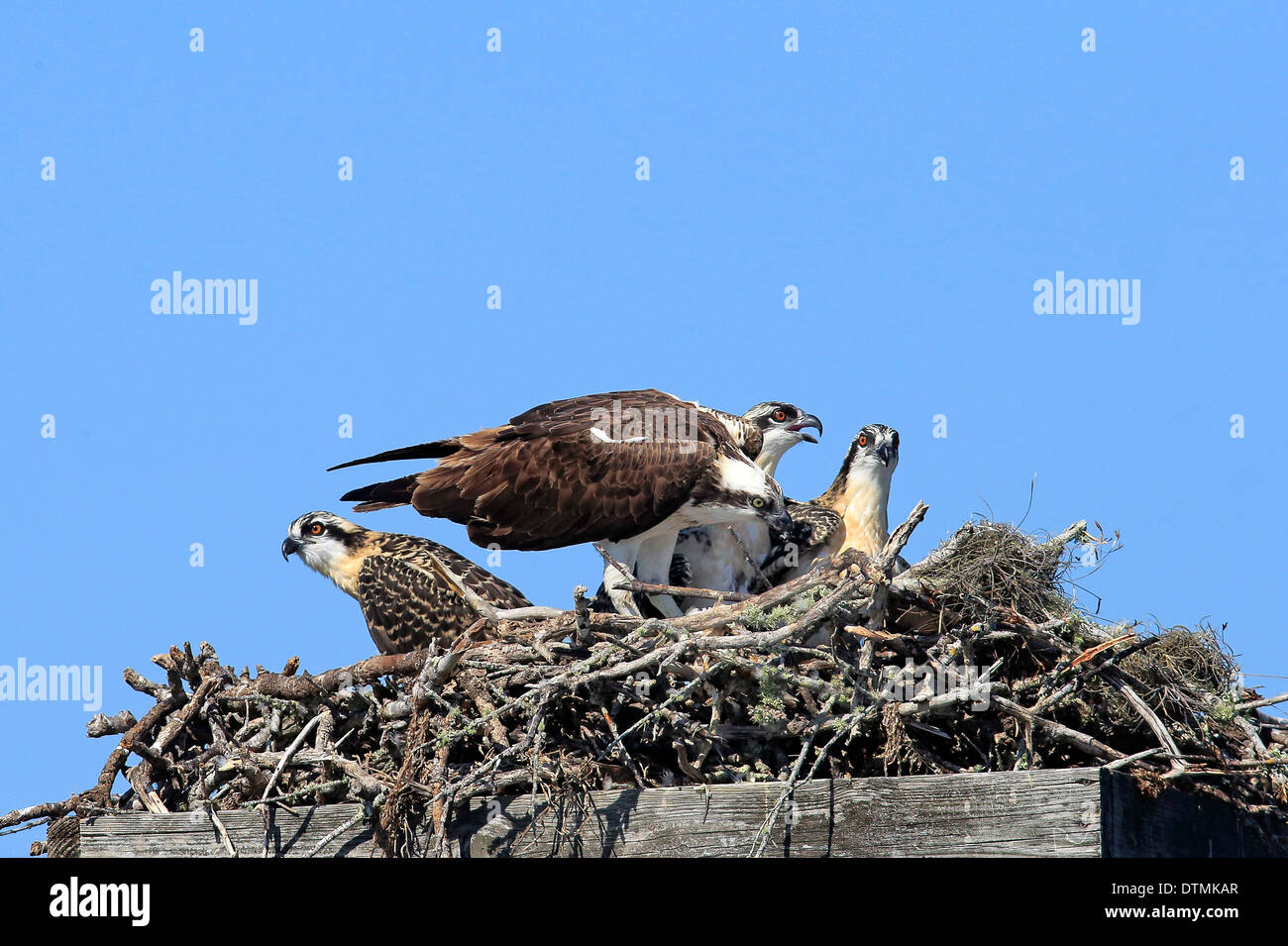 Osprey, family on nest, Sanibel Island, Florida, USA, Northamerica