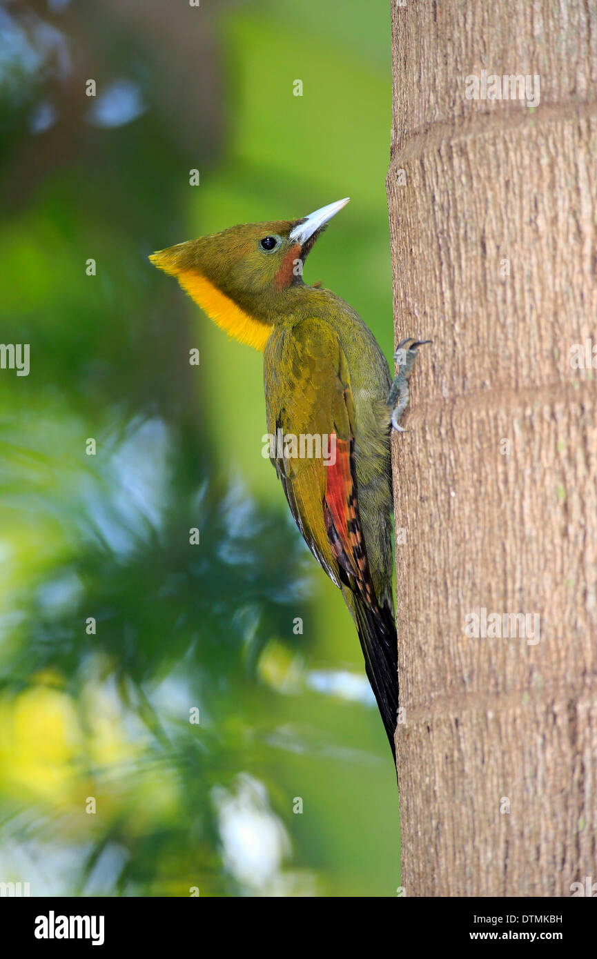 Greater Yellow Naped Woodpecker, adult at tree, Asia / (Picus flavinucha) Stock Photo