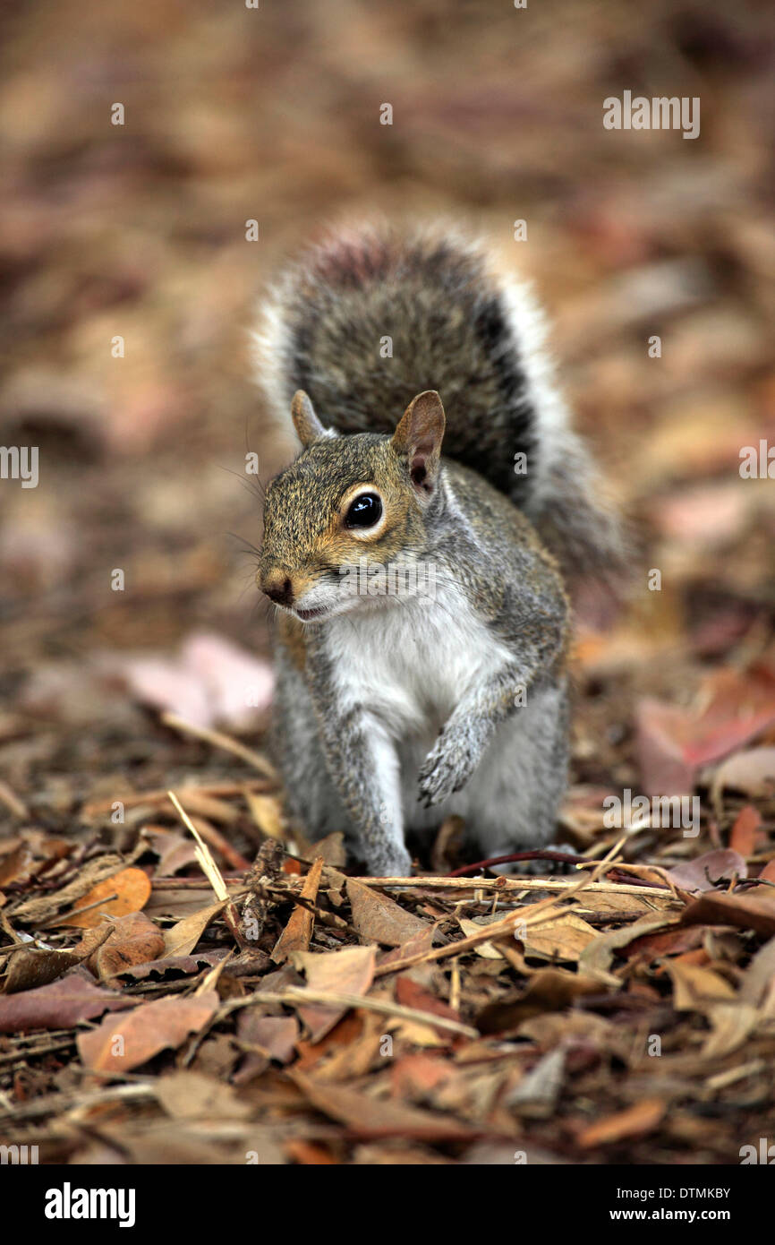 Eastern Gray Squirrel, Miami, Florida, North America, USA / (Sciurus carolinensis) Stock Photo