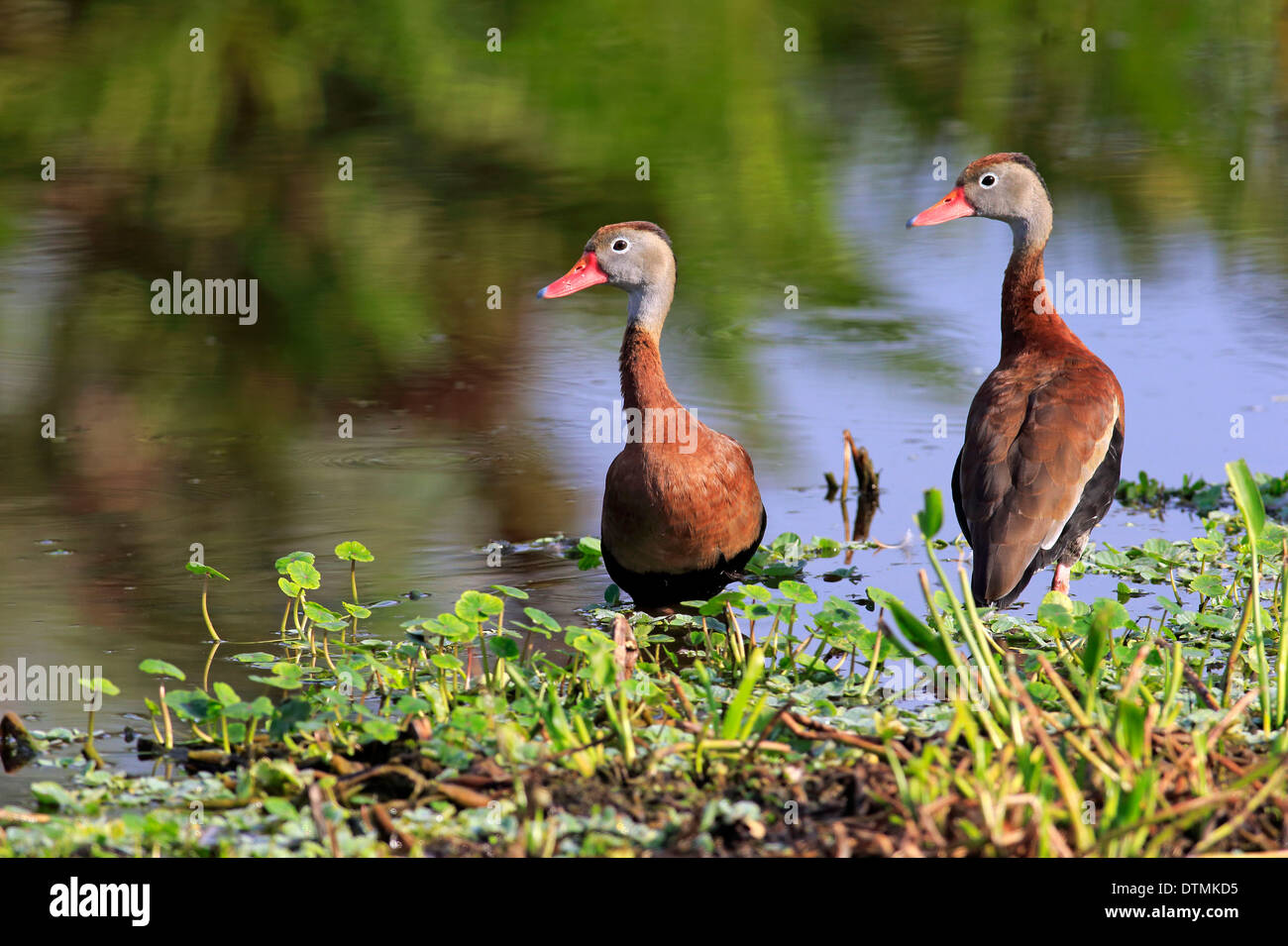 Black Bellied Whistling Duck couple at water Wakodahatchee Wetlands Delray Beach Florida USA North America / (Dendrocygna Stock Photo