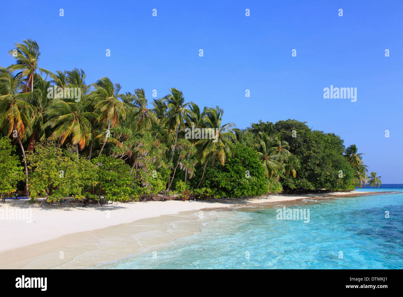Maldives, Fihalhohi Island, beach, palms Stock Photo - Alamy