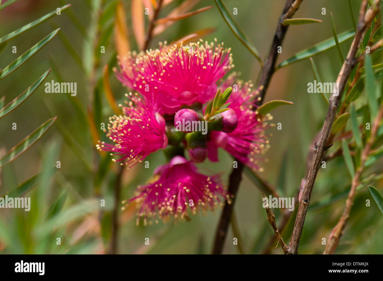 Melaleuca fulgens 'Hot Pink'. Royal Botanic Gardens Cranbourne, Melbourne, Australia. Stock Photo