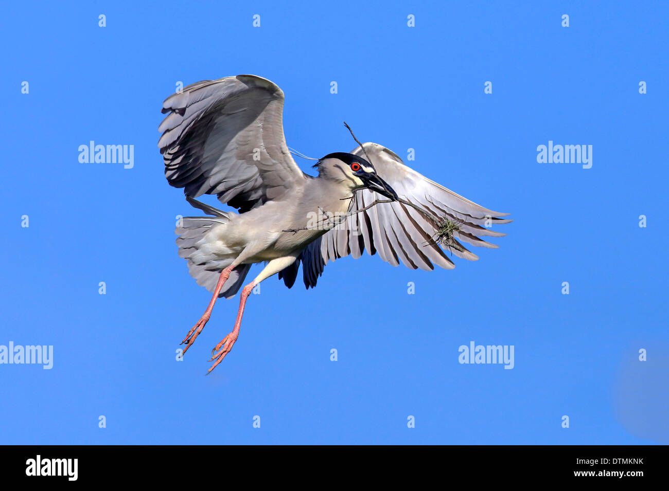 Night Heron adult flying with nesting material in breeding plumage Venice Rookery Venice Florida USA North America / Stock Photo