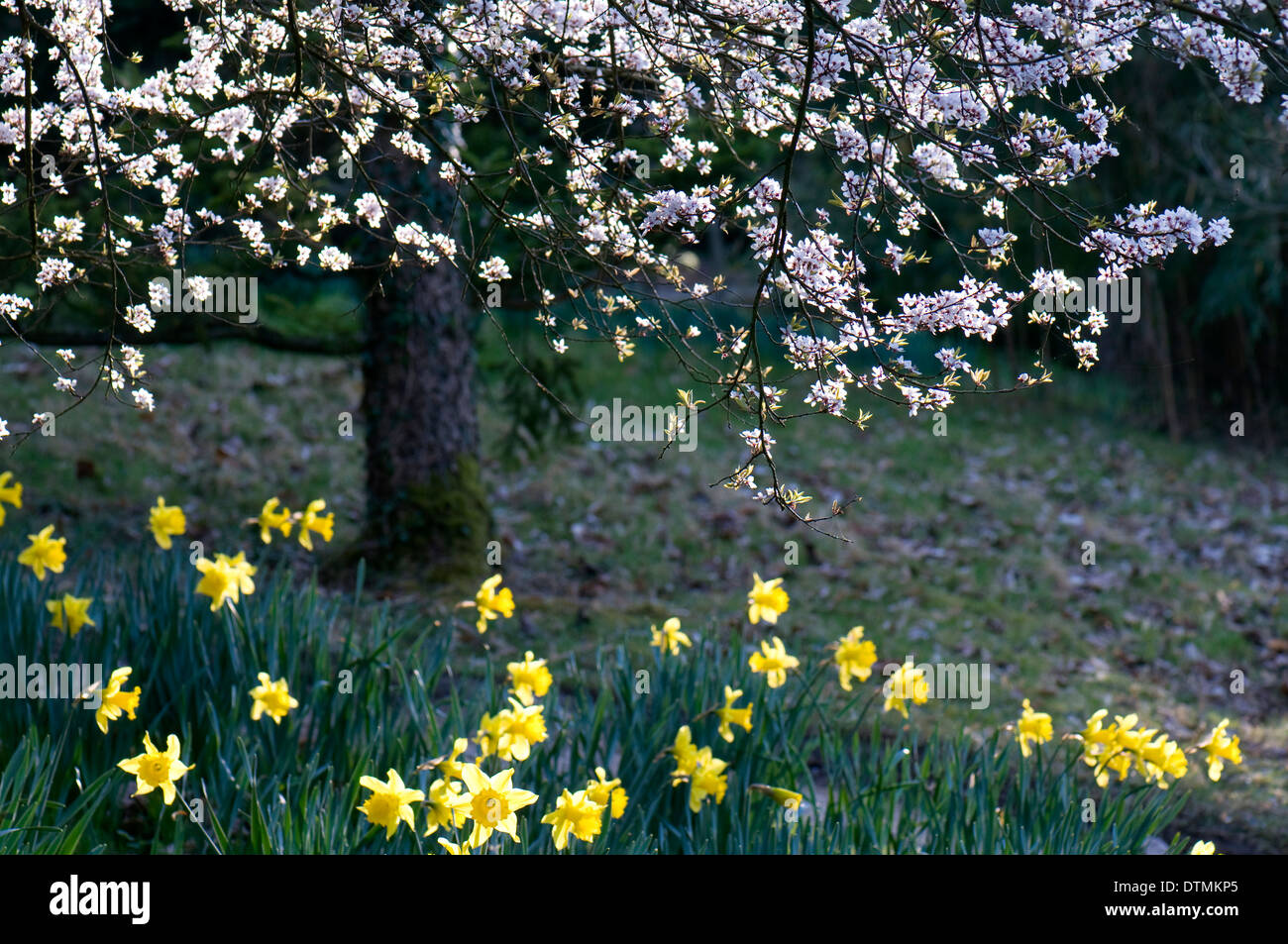 A Tree In Spring Spring flowering of the tree hi-res stock photography and images - Alamy