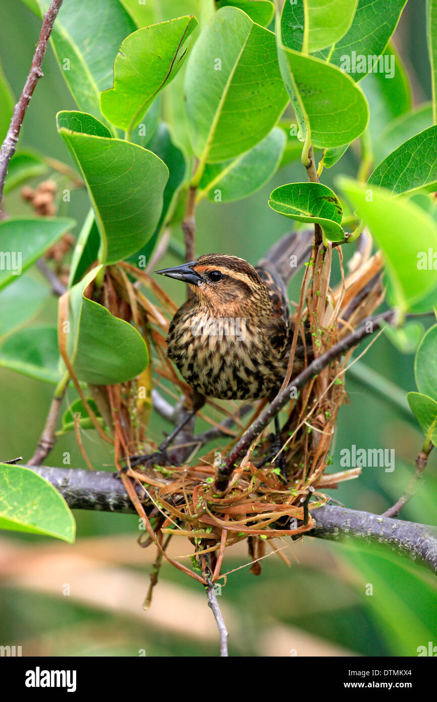 Red Winged Blackbird adult female is building a nest Wakodahatchee Wetlands Delray Beach Florida
