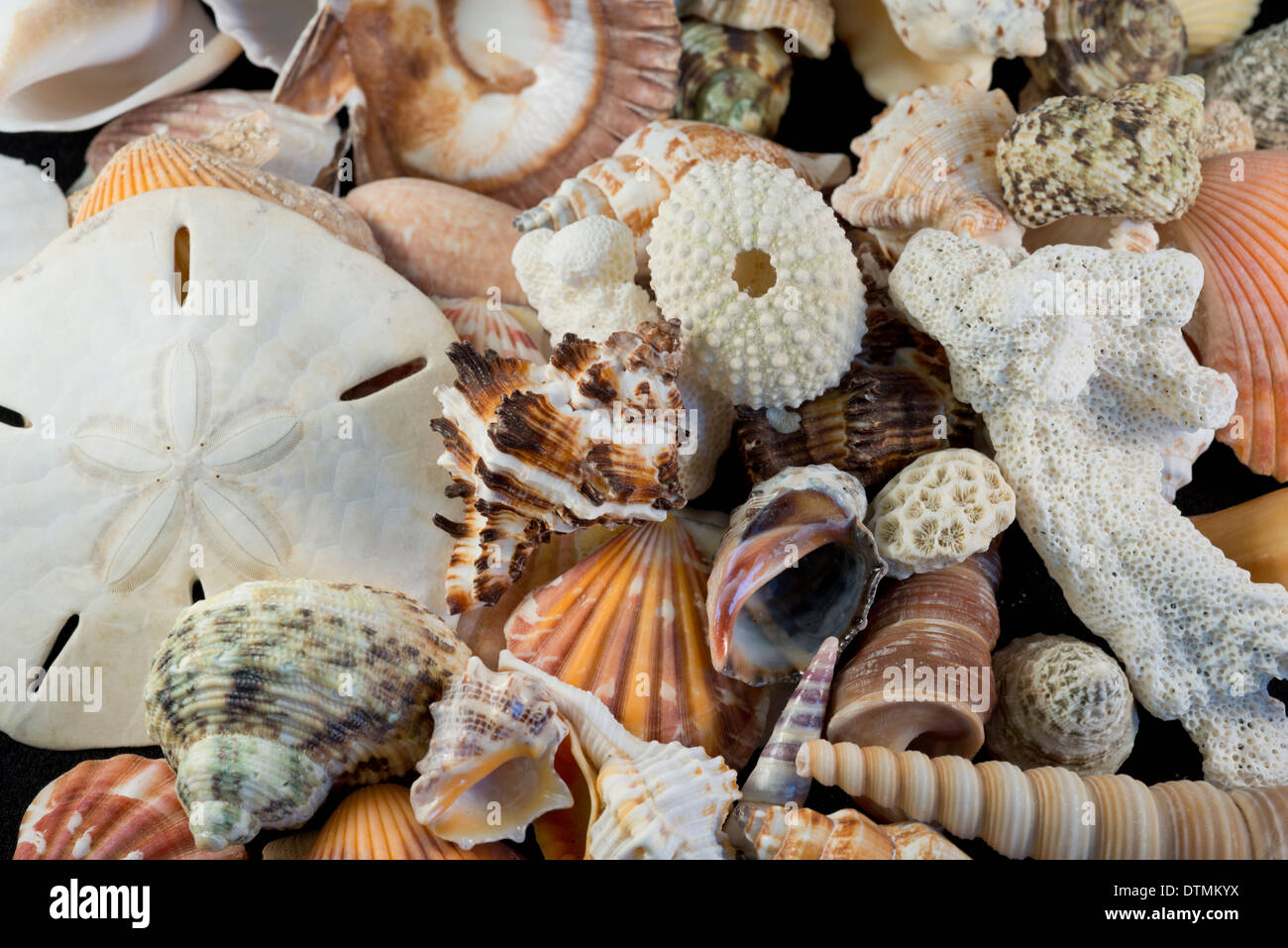 Detail Of Seashells From Around The World Stock Photo - Alamy