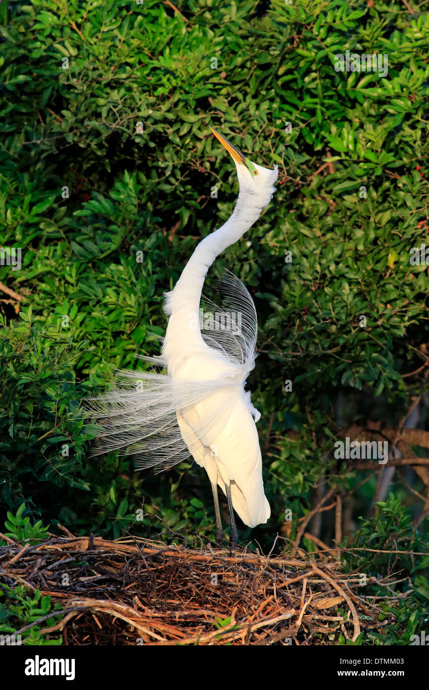 Great White Egret adult courting in breeding plumage at nest Venice Rookery Venice Florida USA North America / (Ardea alba) Stock Photo
