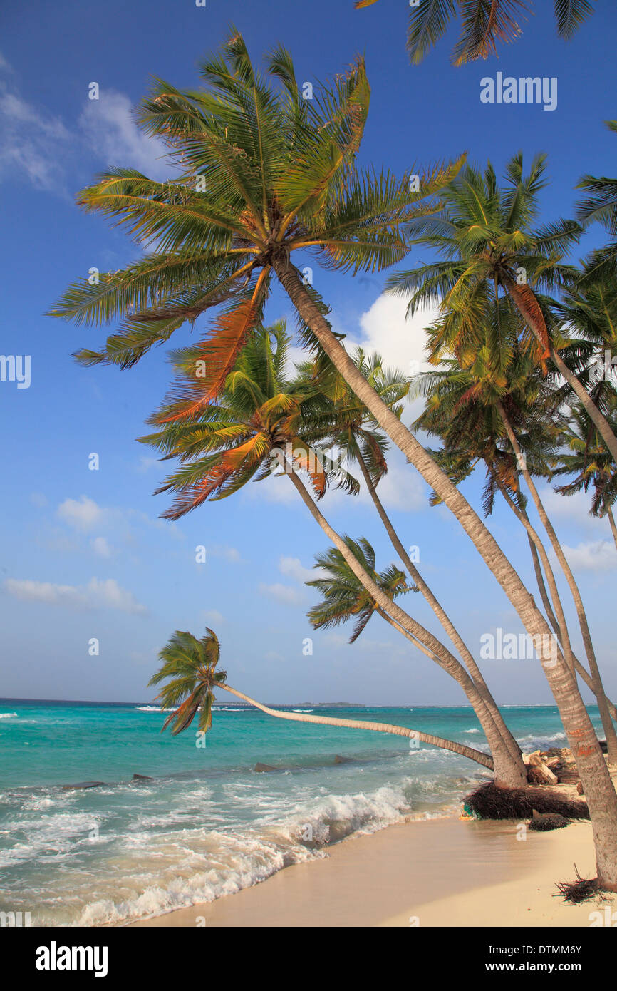 Maldives, Maafushi Island, beach, palms, Stock Photo