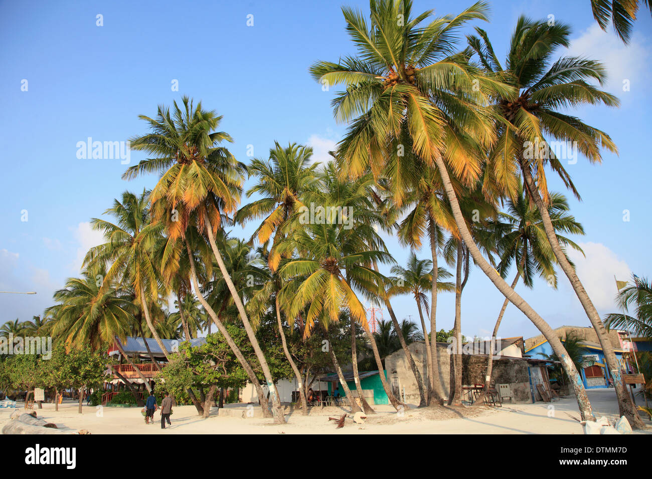 Maldives, Maafushi Island, village, palms Stock Photo - Alamy