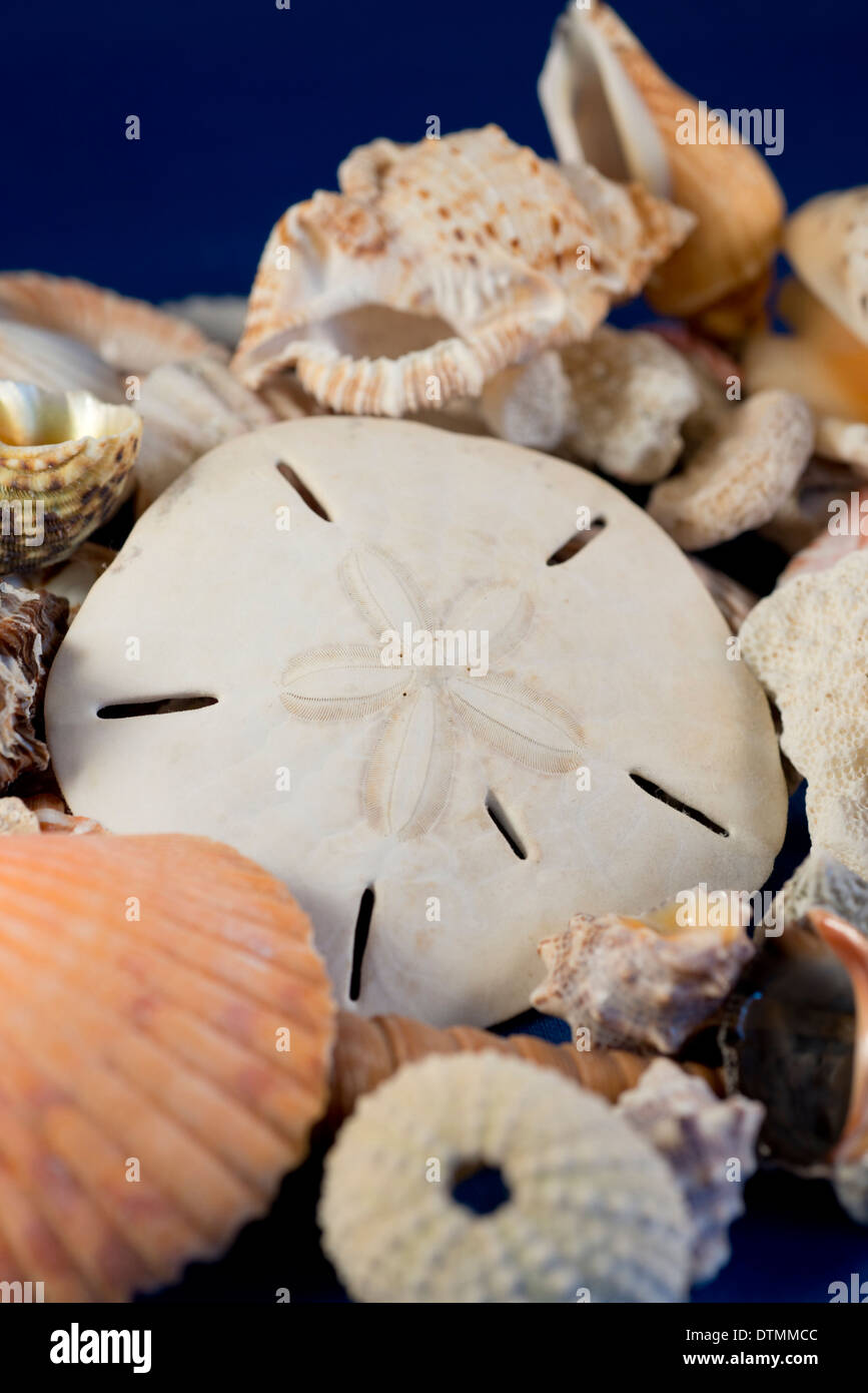Sand dollars hi-res stock photography and images - Alamy