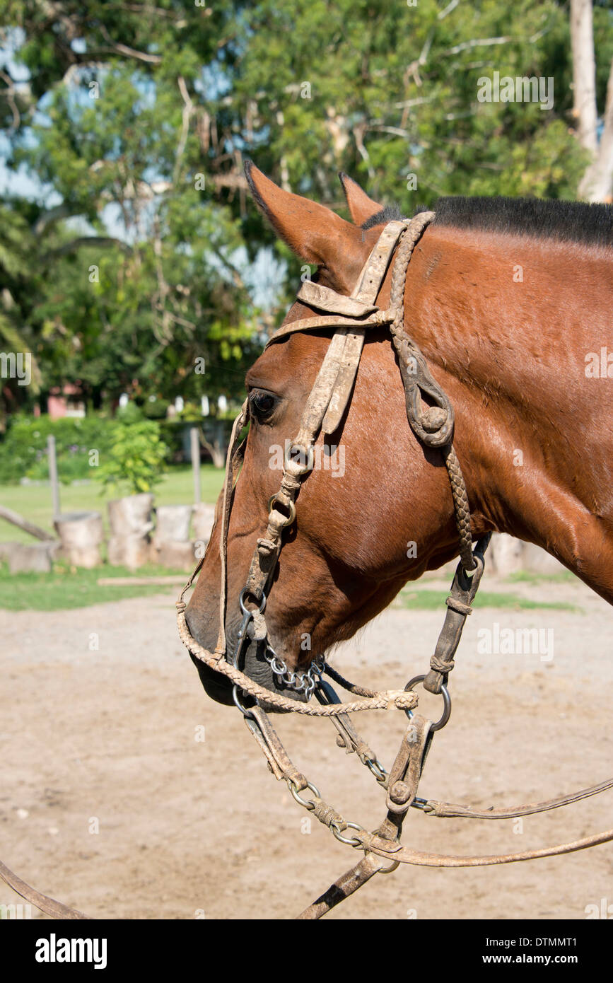 Argentina, Buenos Aires, Estancia Santa Susana. Typical Gaucho horse with braided rawhide bridle. Stock Photo