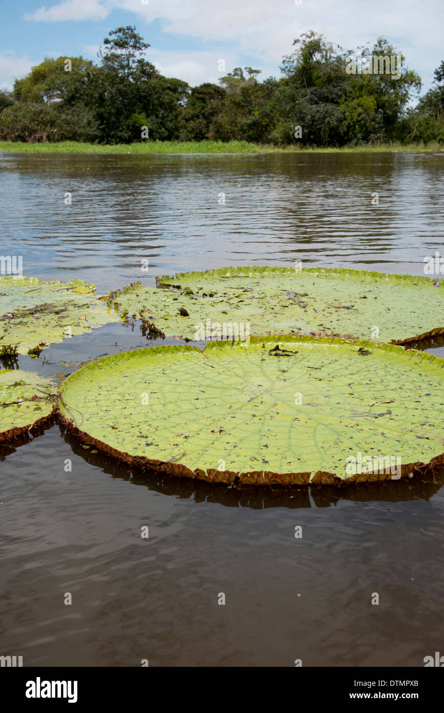 Giant green lily pads hires stock photography and images Alamy