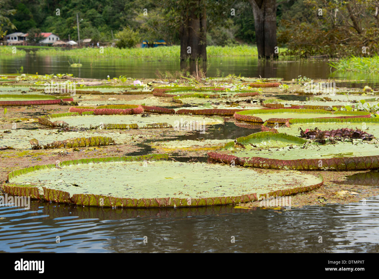 Valeria in hi-res stock photography and images - Alamy