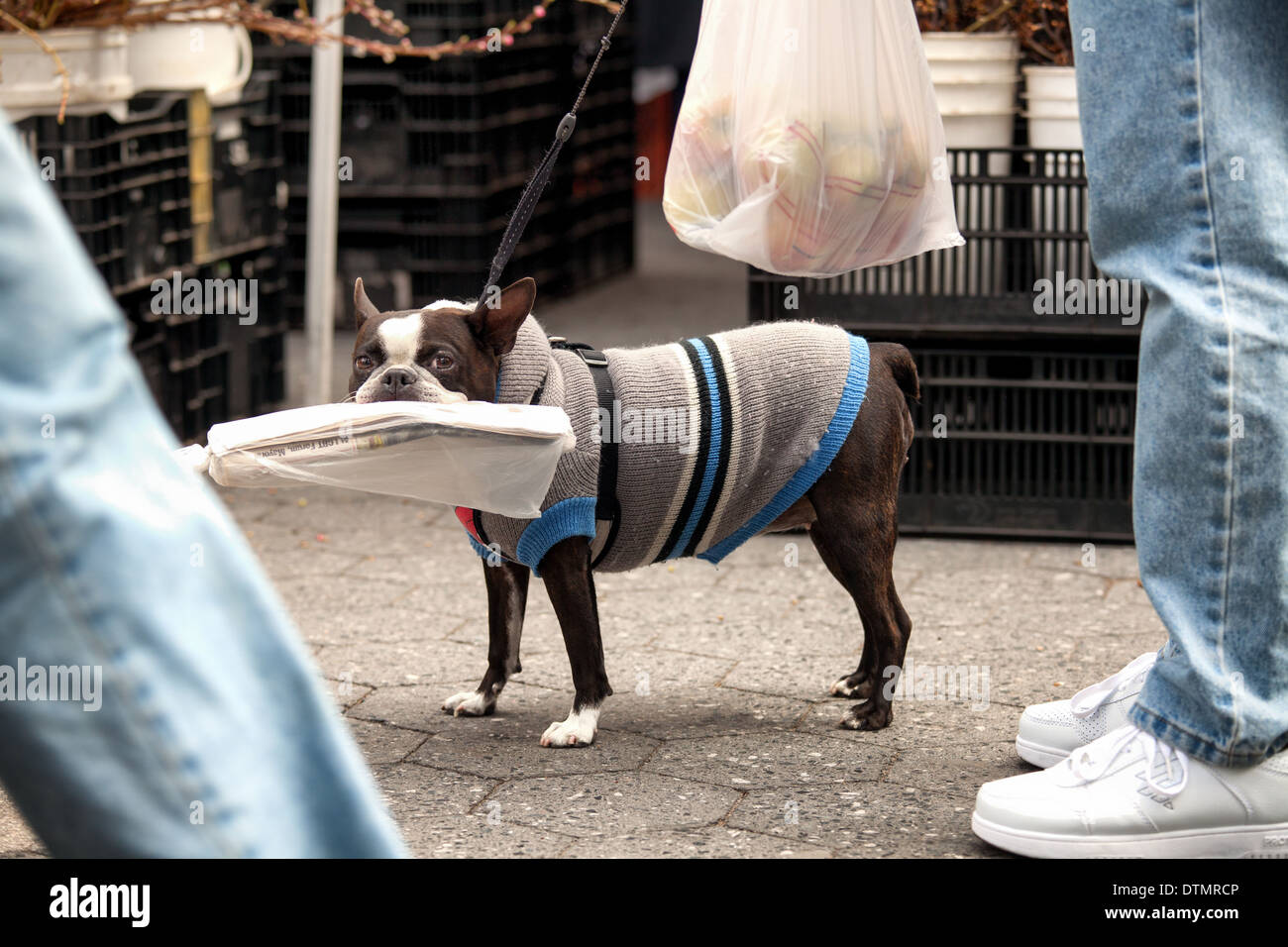 Boston Terrier on a walk with a sweater carrying a newspaper. Stock Photo
