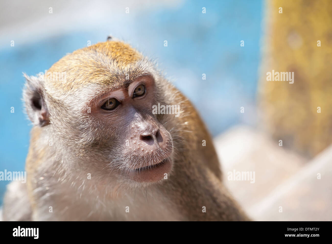 Macaque Monkey Portrait Closeup at Batu Caves in Malaysia Stock Photo