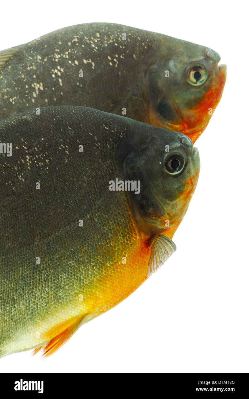 Tambaqui Fish Isolated On White Studio Aquarium Shot Stock Photo - Alamy