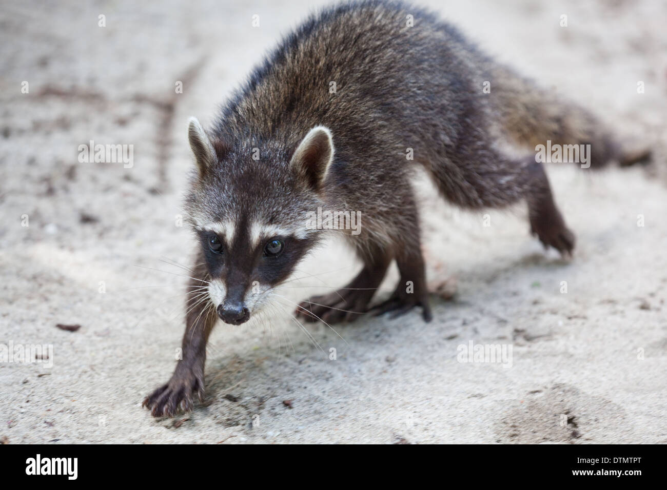 Crab-eating Raccoon (Procyon cancrivorus). Youngster on the run. Manuel Antonio National Park. Costa Rica. Central America. Stock Photo