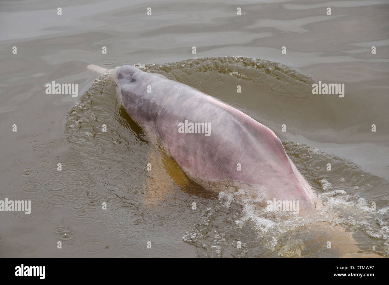 Brazil, Amazonas, Rio Tapajos, Santarem. Freshwater pink Amazon dolphin (WILD, Inia geoffrensis) Endangered species. Stock Photo