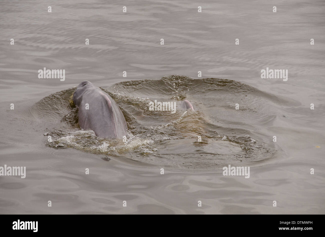 Brazil, Amazonas, Rio Tapajos, Santarem. Freshwater pink Amazon dolphin (WILD, Inia geoffrensis) Stock Photo