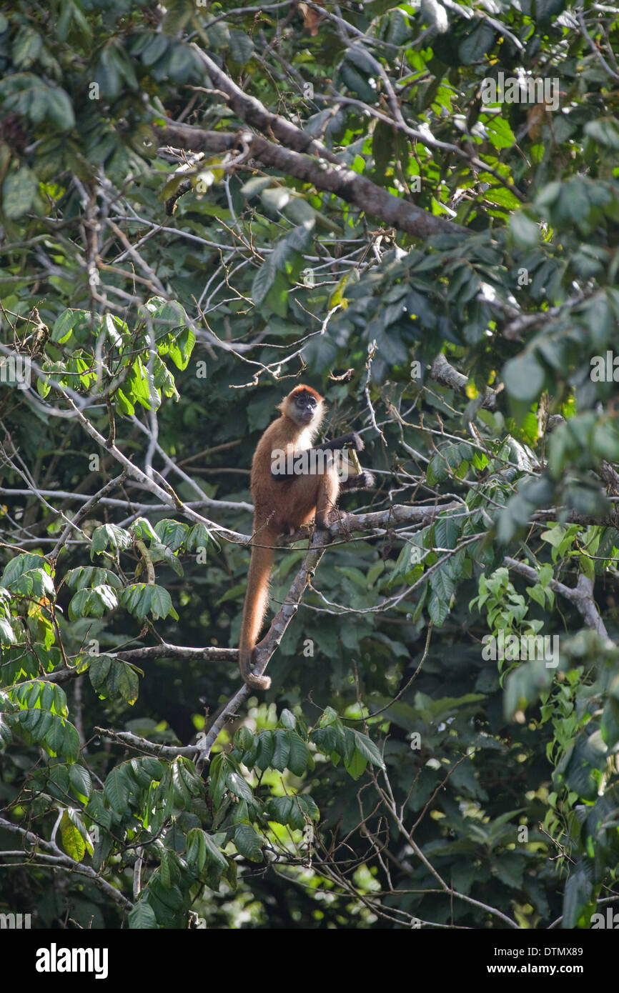 Black-handed or Geoffroy's Spider Monkey (Ateles geoffroyi). Corcovado. Costa Rica. Stock Photo