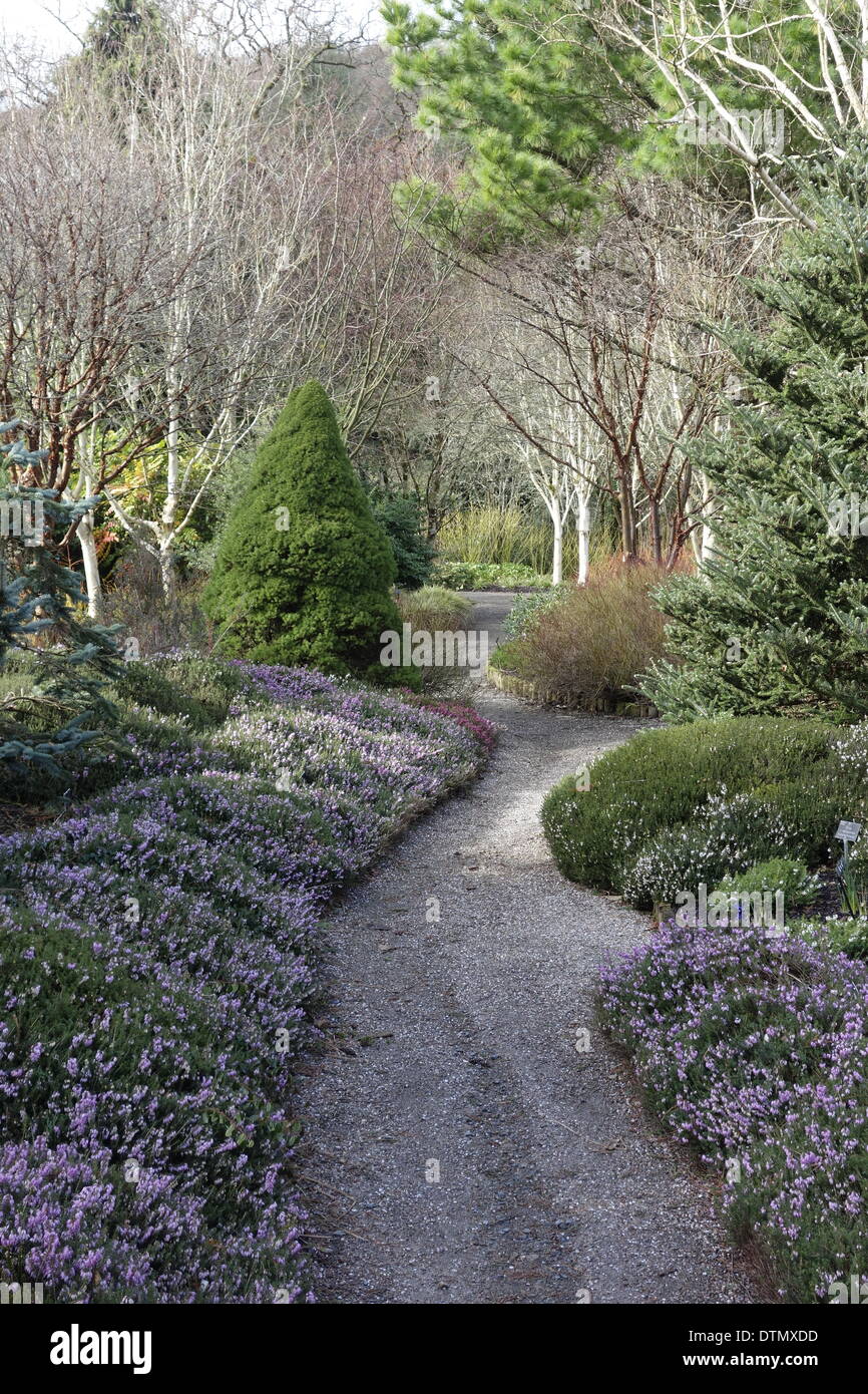 RHS garden Rosemoor in late February 2014 Stock Photo