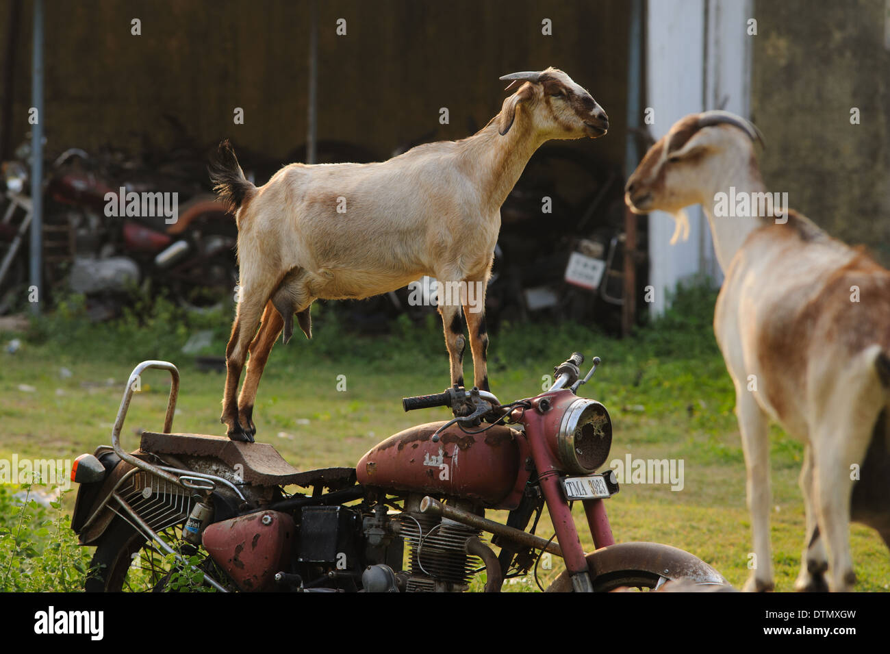 Goat standing on an old Royal Enfield motorcycle.  This was an everyday occurrence in Mamallapuram India. Stock Photo