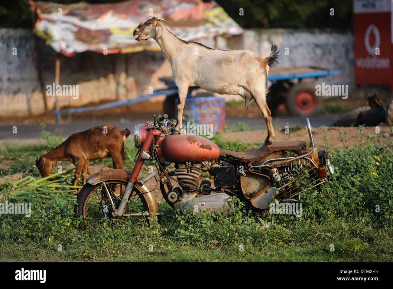 Goat standing on an old Royal Enfield motorcycle.  This was an everyday occurrence in Mamallapuram India. Stock Photo