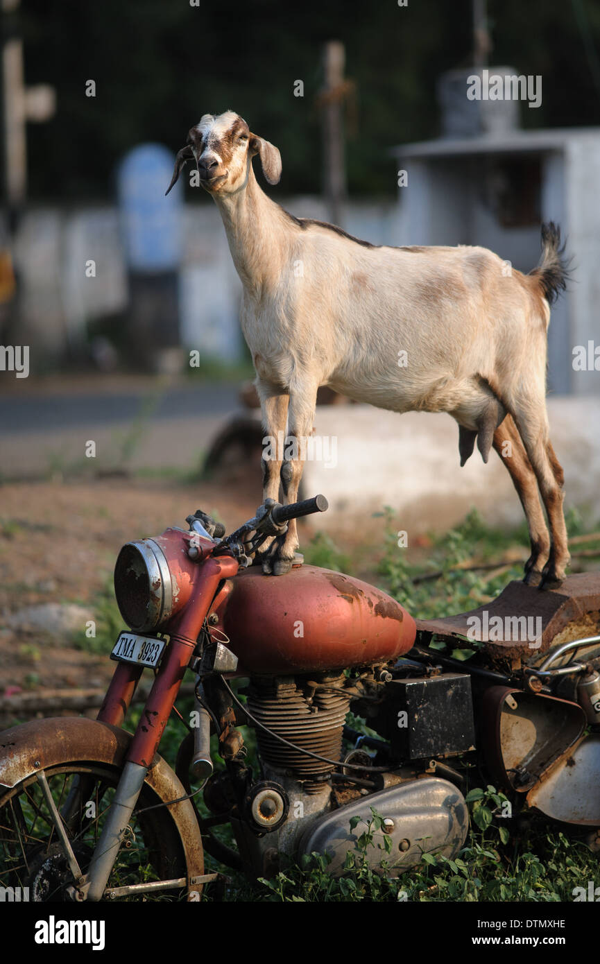 Goat standing on an old Royal Enfield motorcycle.  This was an everyday occurrence in Mamallapuram India. Stock Photo