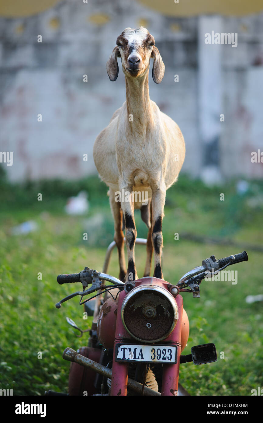 Goat standing on an old Royal Enfield motorcycle. This was an everyday  occurrence in Mamallapuram India Stock Photo - Alamy
