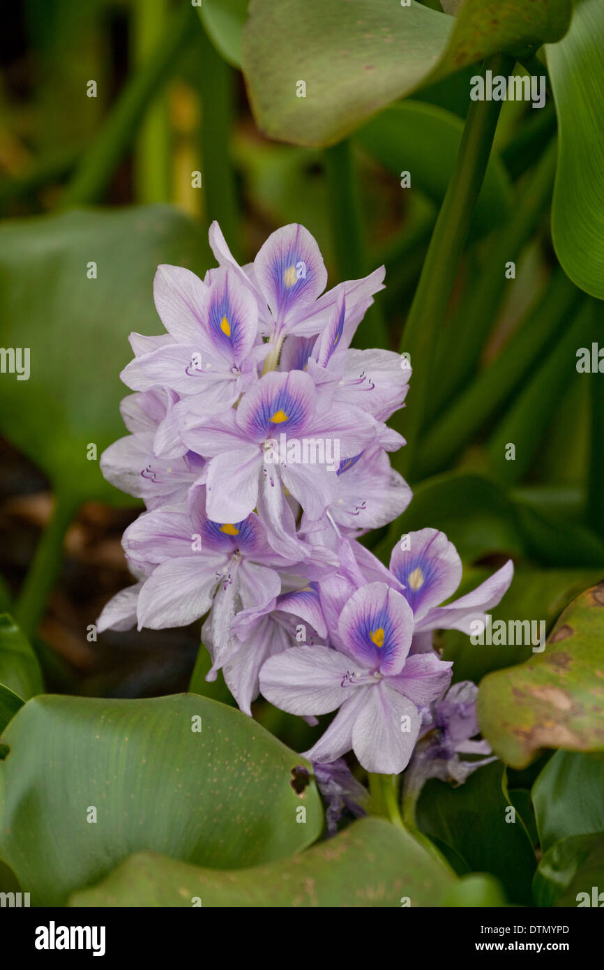 Water Hyacinth (Eichornia crassipes). Native to Amazon Basin. Flowers. On a reservoir. Costa Rica. Central America. Stock Photo