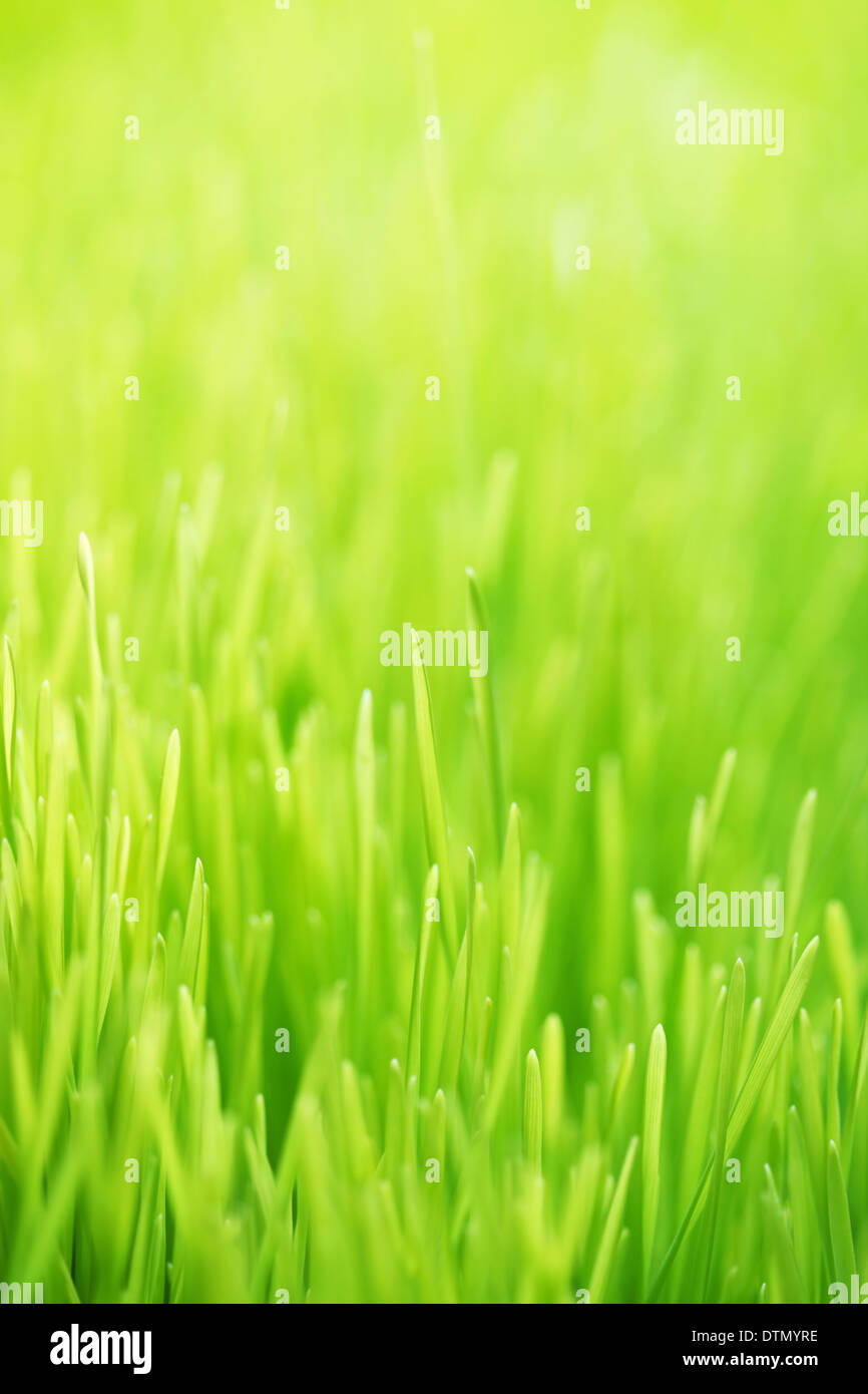 Green grass background Stock Photo - Alamy
