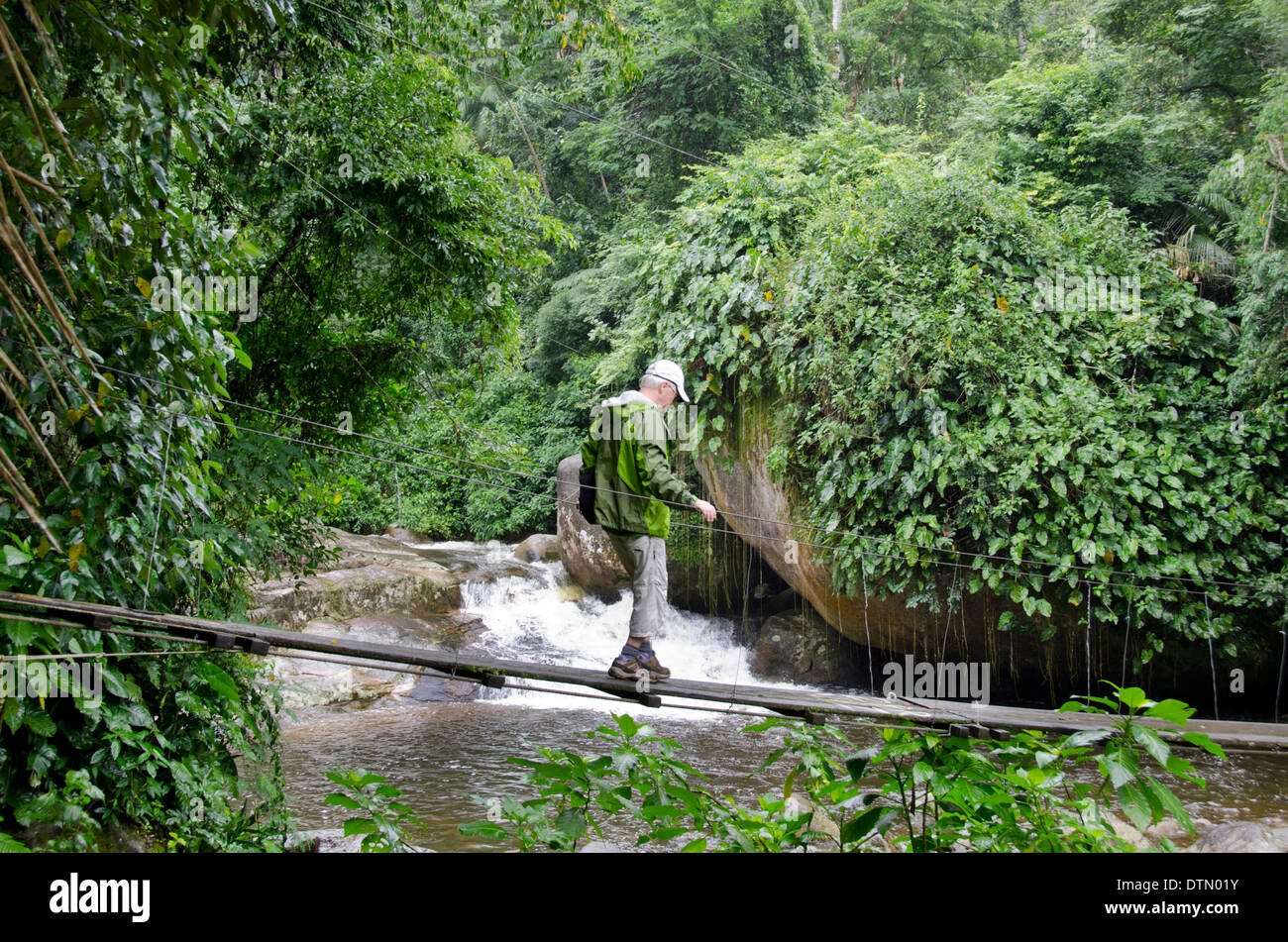 Brazil, Parati (Paraty). Atlantic Forest, Serra da Bocaina National