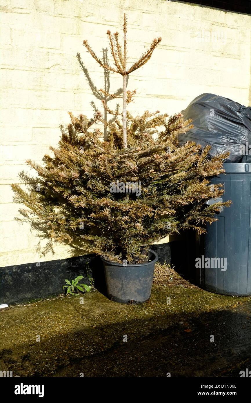 Dying fir tree hires stock photography and images Alamy