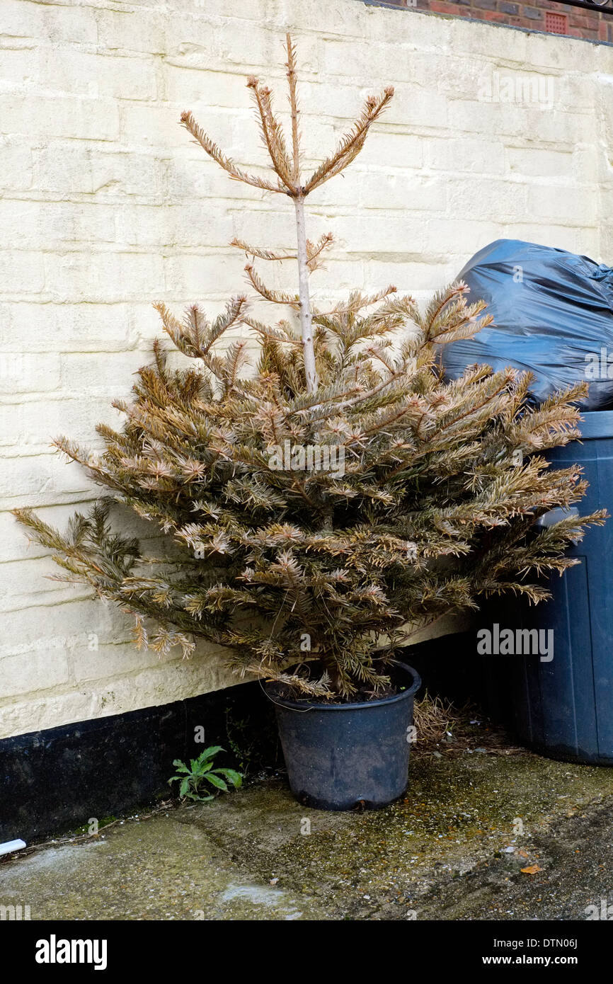 Discarded dying christmas tree sitting hires stock photography and