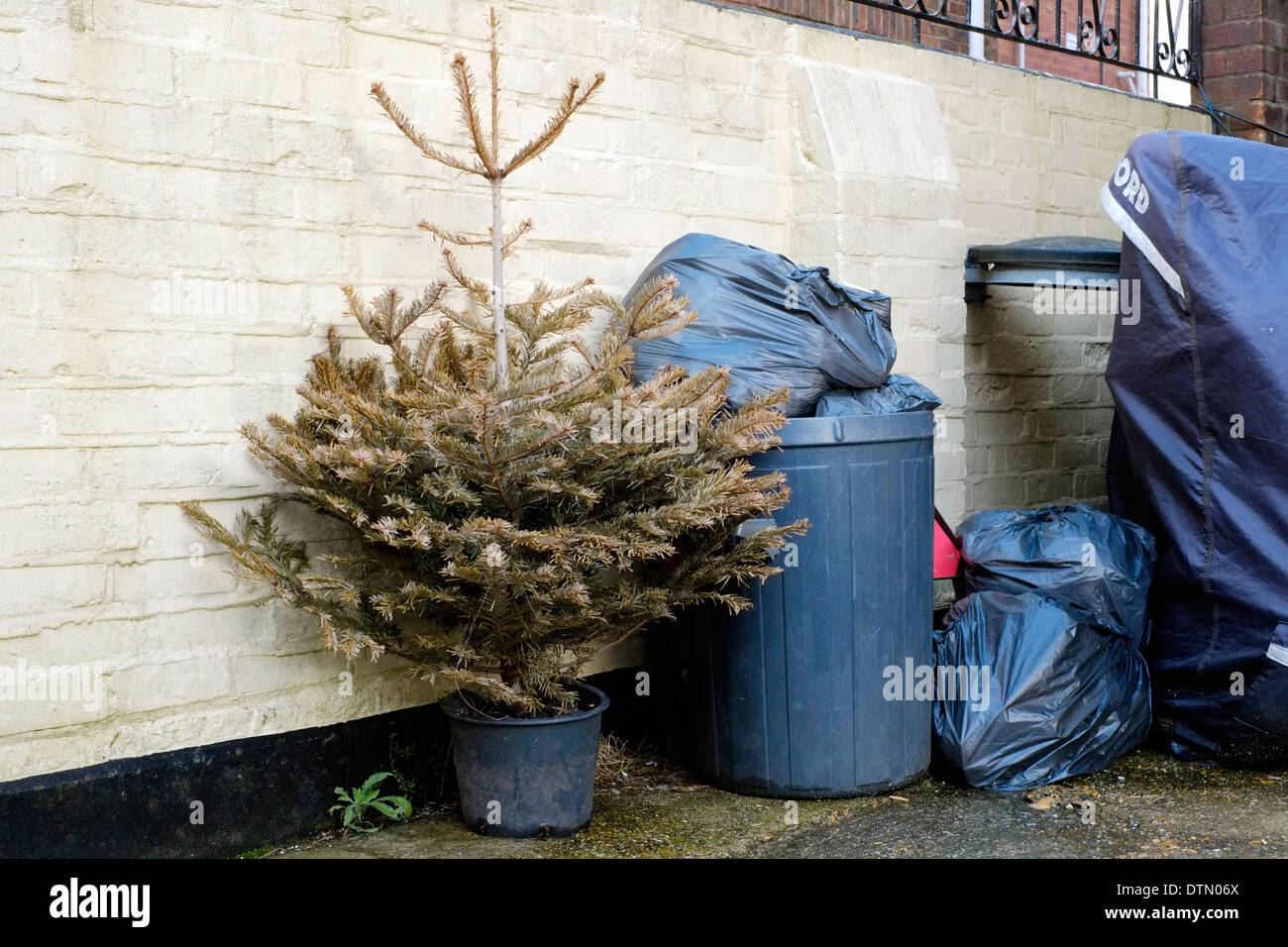 Discarded dying christmas tree sitting hires stock photography and