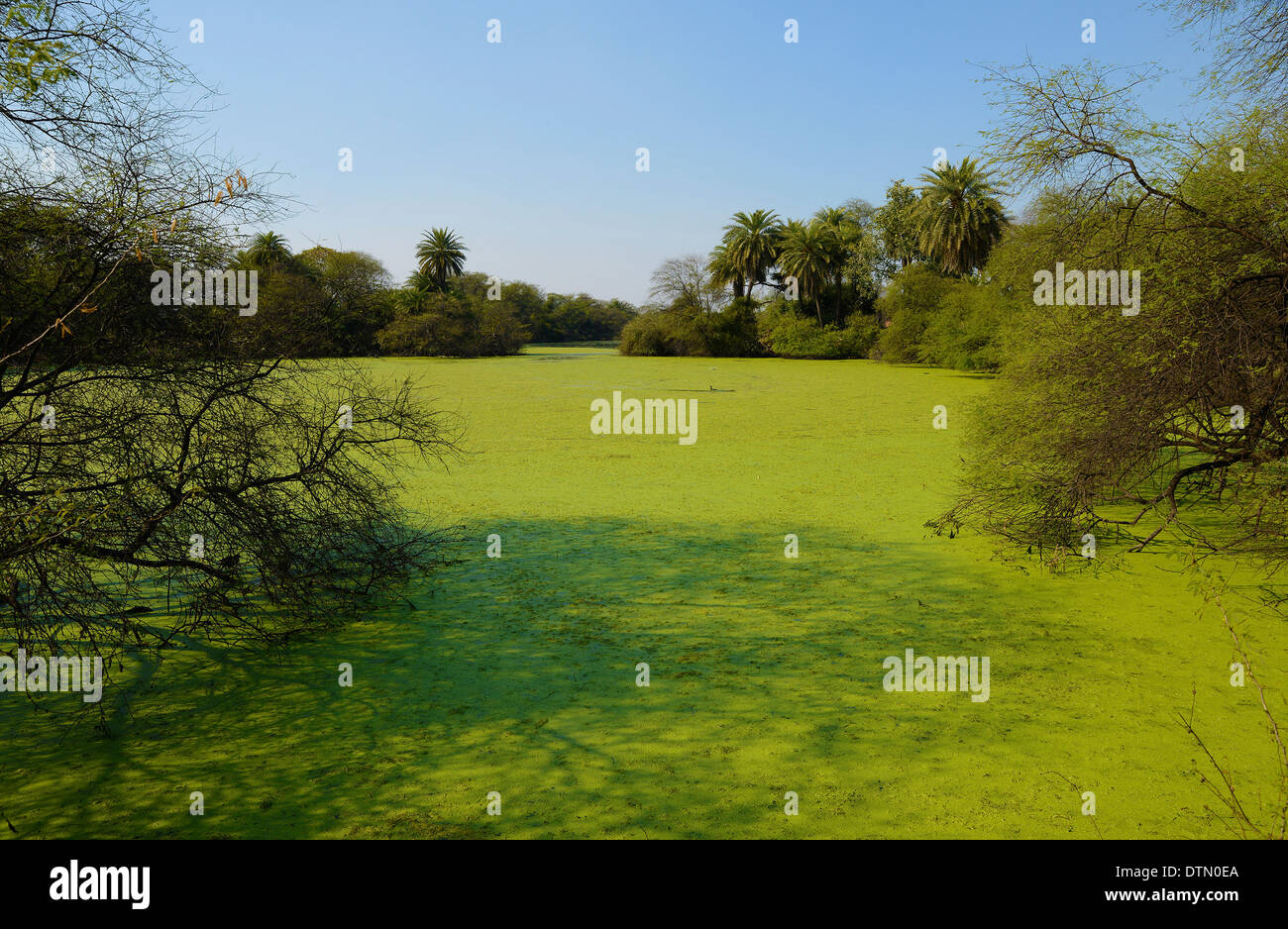 Landscape,Wetland,Pond,Trees,Sky,Bharatpur,Scum Stock Photo